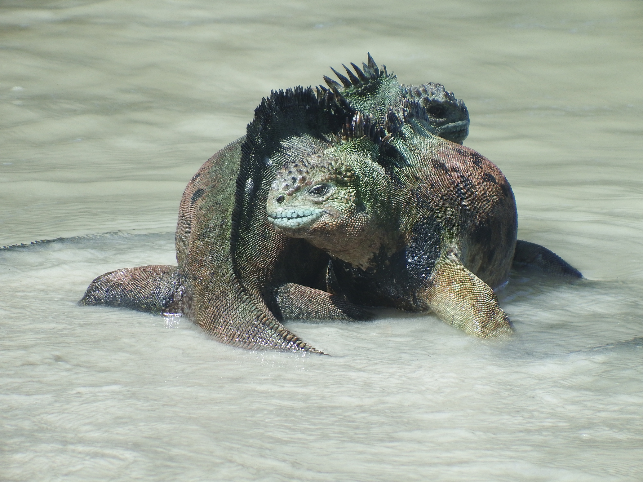 Galápagos marine iguanas