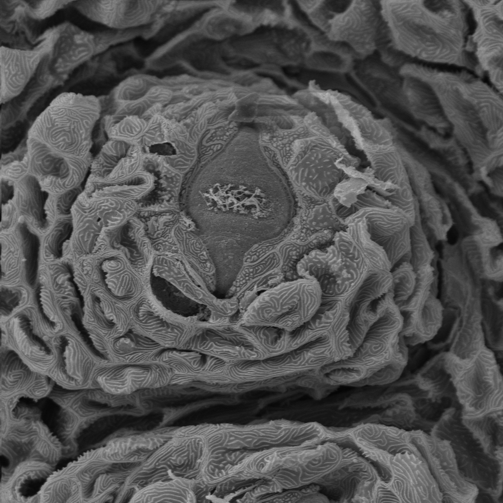 Neuromast powierzchniowy u babki szczupej Neogobius fluviatilis